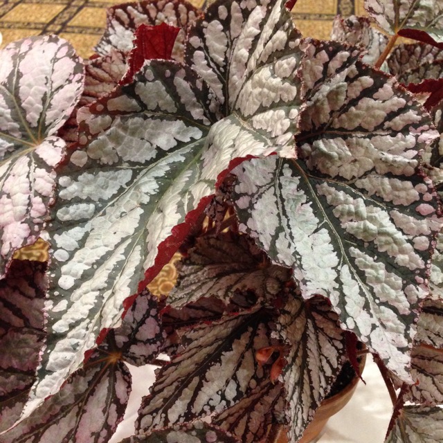 B. ‘Salamander’